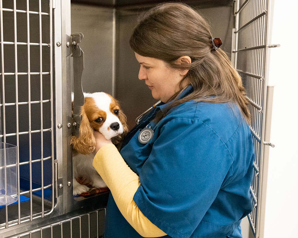 Veterinarian gently caring for a small dog during an appointment at Twin Cities Veterinary Clinic