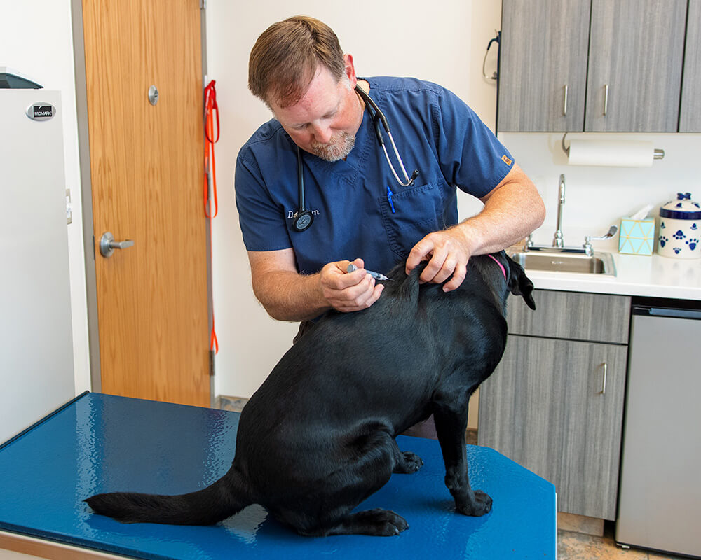 Image 2 Veterinary professional performing a wellness exam on a black dog at Twin Cities Veterinary Clinic