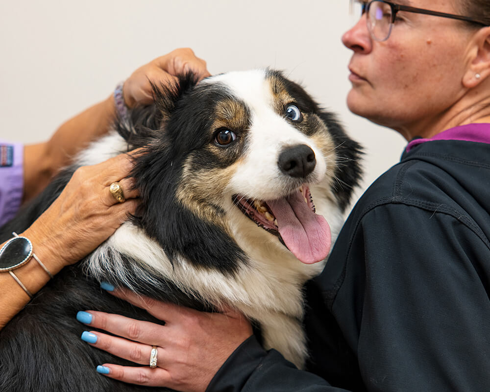 Artboard 9 Happy dog receiving compassionate veterinary care during a wellness visit in Alaska