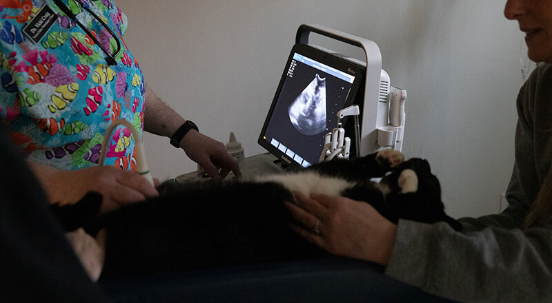 Advanced veterinary diagnostic equipment being used during an ultrasound appointment at Twin Cities Veterinary Clinic