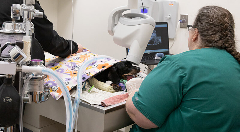 Veterinary team providing attentive medical care to a pet during treatment at Twin Cities Veterinary Clinic