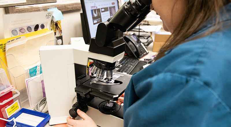 Veterinary team member using laboratory equipment for pet diagnostics and testing at Twin Cities Veterinary Clinic