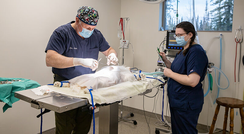 Veterinary team performing a surgical procedure at Twin Cities Veterinary Clinic