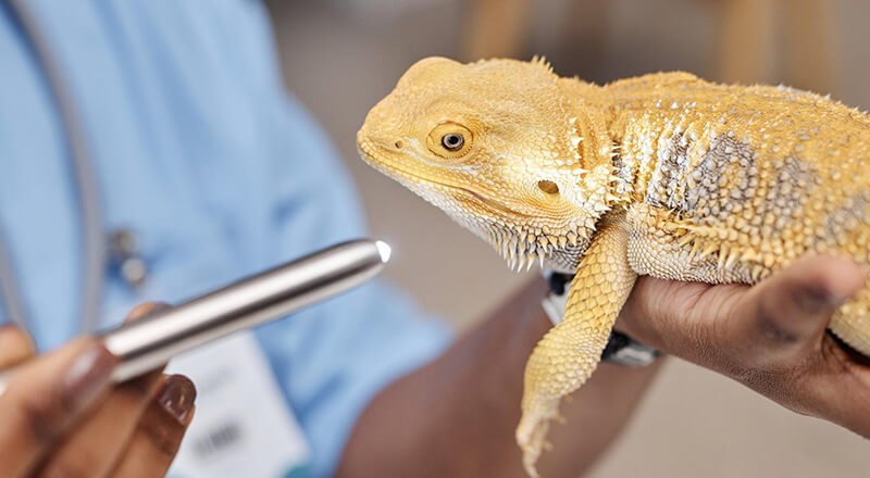 Veterinary professional holding an exotic reptile during an appointment at Twin Cities Veterinary Clinic