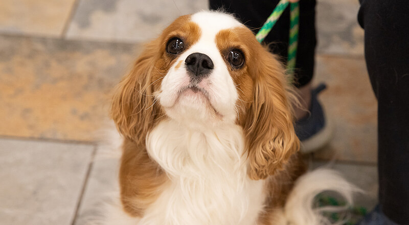 Happy dog during a veterinary visit at Twin Cities Veterinary Clinic in Soldotna, Alaska