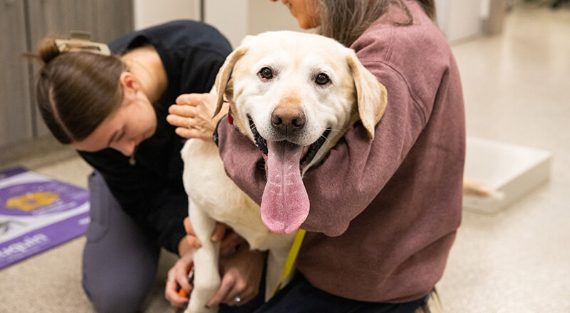 Happy dog receiving gentle care and attention during a veterinary visit in Soldotna, Alaska