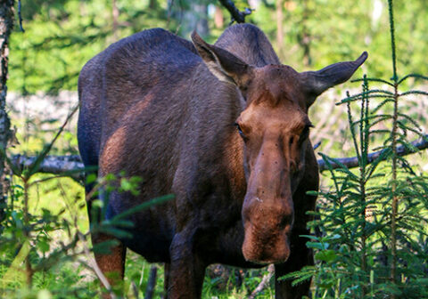 twin-cities-veterinary-clinic-alaska-moose-wildlife Moose in a natural Alaska landscape reflecting the outdoorsy environment surrounding Twin Cities Veterinary Clinic