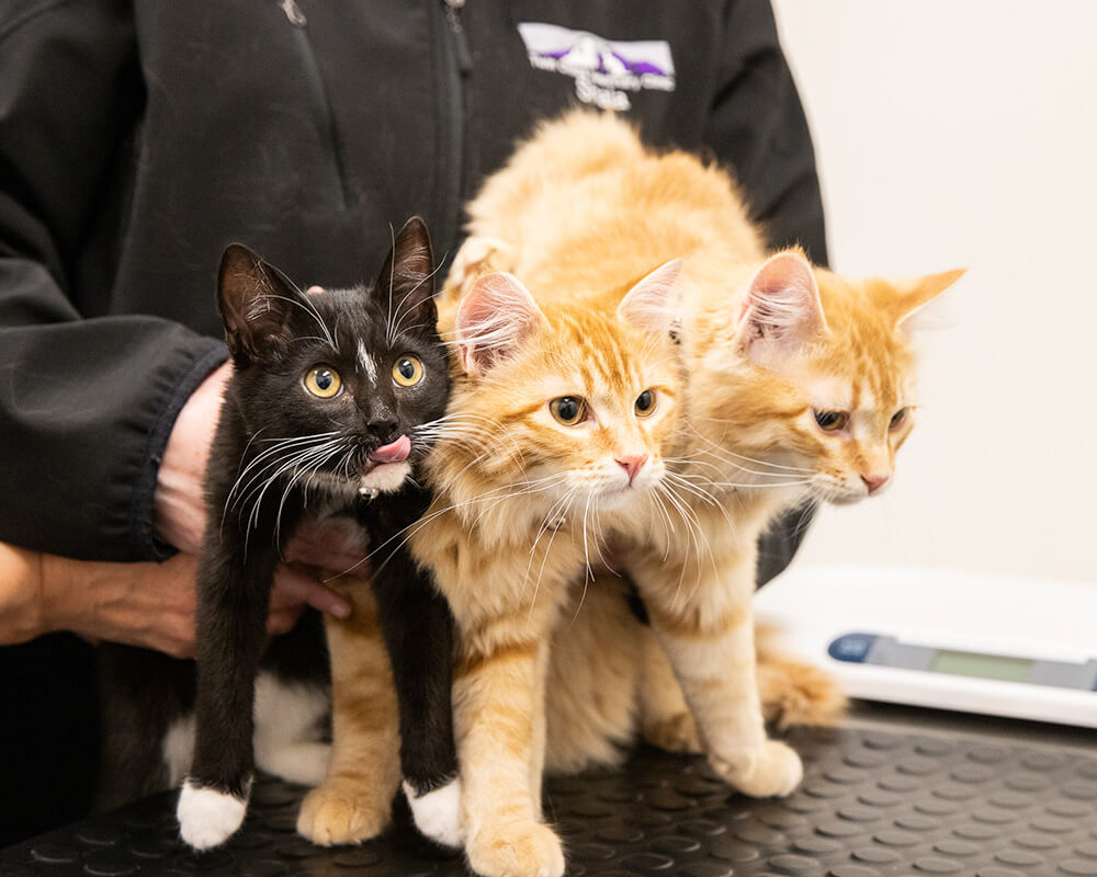Young cats receiving veterinary care and handling at Twin Cities Veterinary Clinic