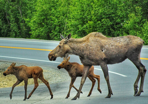 twin-cities-veterinary-clinic-moose-family-alaska Moose and young wildlife in a natural Alaska setting near Soldotna