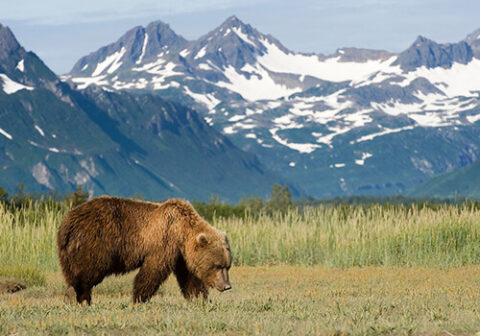 twin-cities-veterinary-clinic-bear-alaska-landscape Bear walking through an Alaska landscape representing local wildlife of the Kenai Peninsula