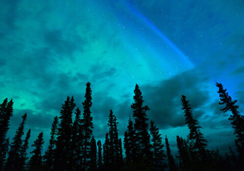 twin-cities-veterinary-clinic-aurora-borealis-alaska Northern lights glowing above an Alaska forest landscape near the Kenai Peninsula