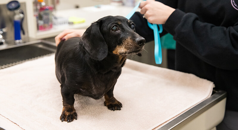 Small dog receiving gentle veterinary handling and care during an appointment in Soldotna, Alaska