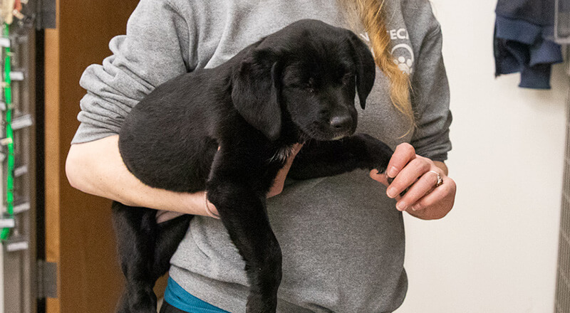 Veterinary staff member gently holding a black puppy during a wellness visit at Twin Cities Veterinary Clinic