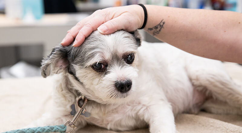 Small dog receiving compassionate veterinary care during a wellness appointment in Alaska