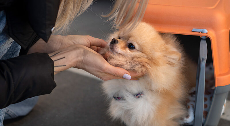Small dog receiving compassionate care during a veterinary visit at Twin Cities Veterinary Clinic