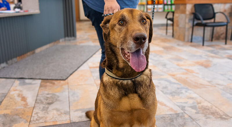 Friendly dog sitting during a veterinary visit at Twin Cities Veterinary Clinic in Soldotna, Alaska