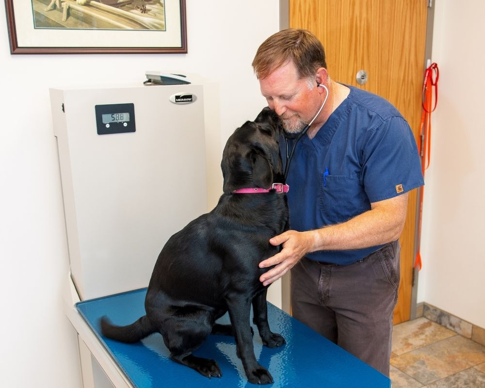 a-doctor-with-black-dog A veterinarian wearing blue scrubs and a stethoscope examines a black Labrador retriever
