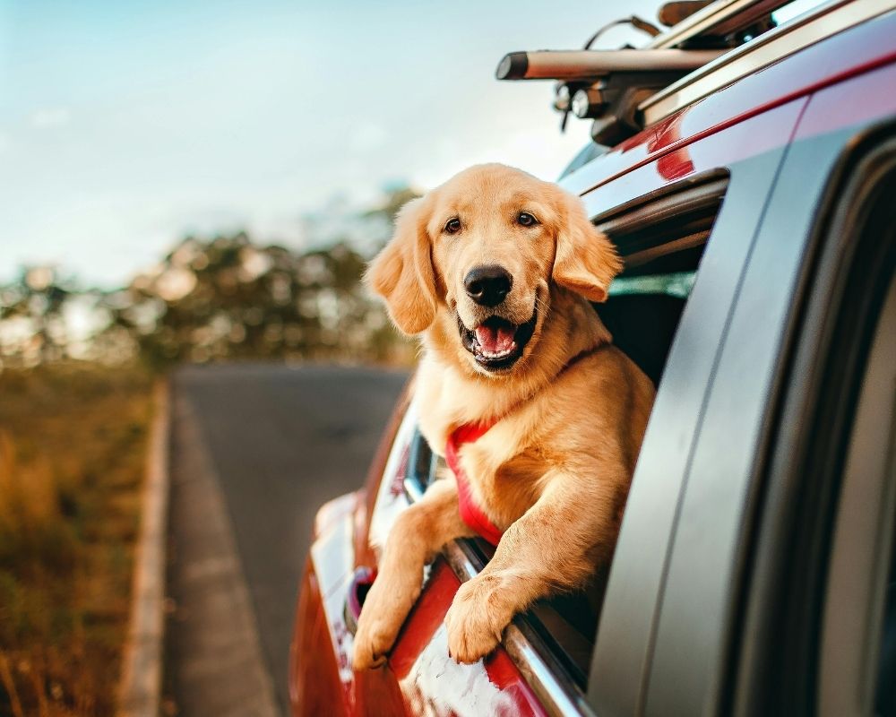 Image 2 A golden retriever puppy with its head and paws out of a moving car window.
