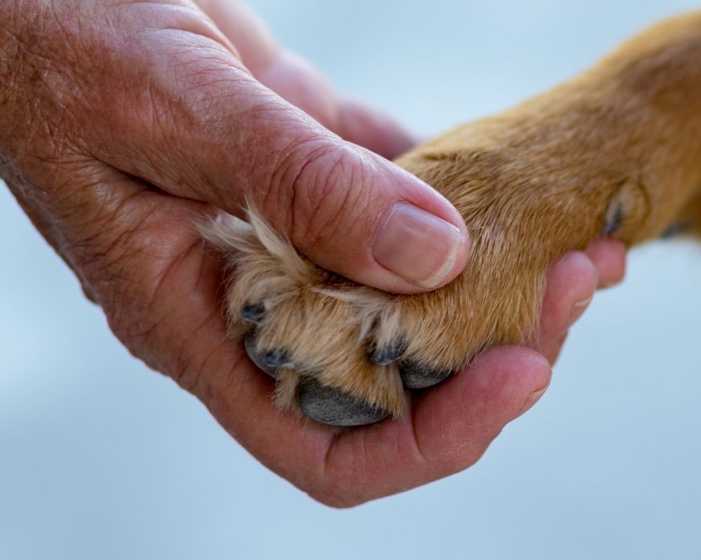 Image 2 A hand gently holding a dog's paw