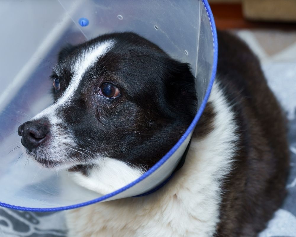 A black and white dog wearing a clear plastic cone