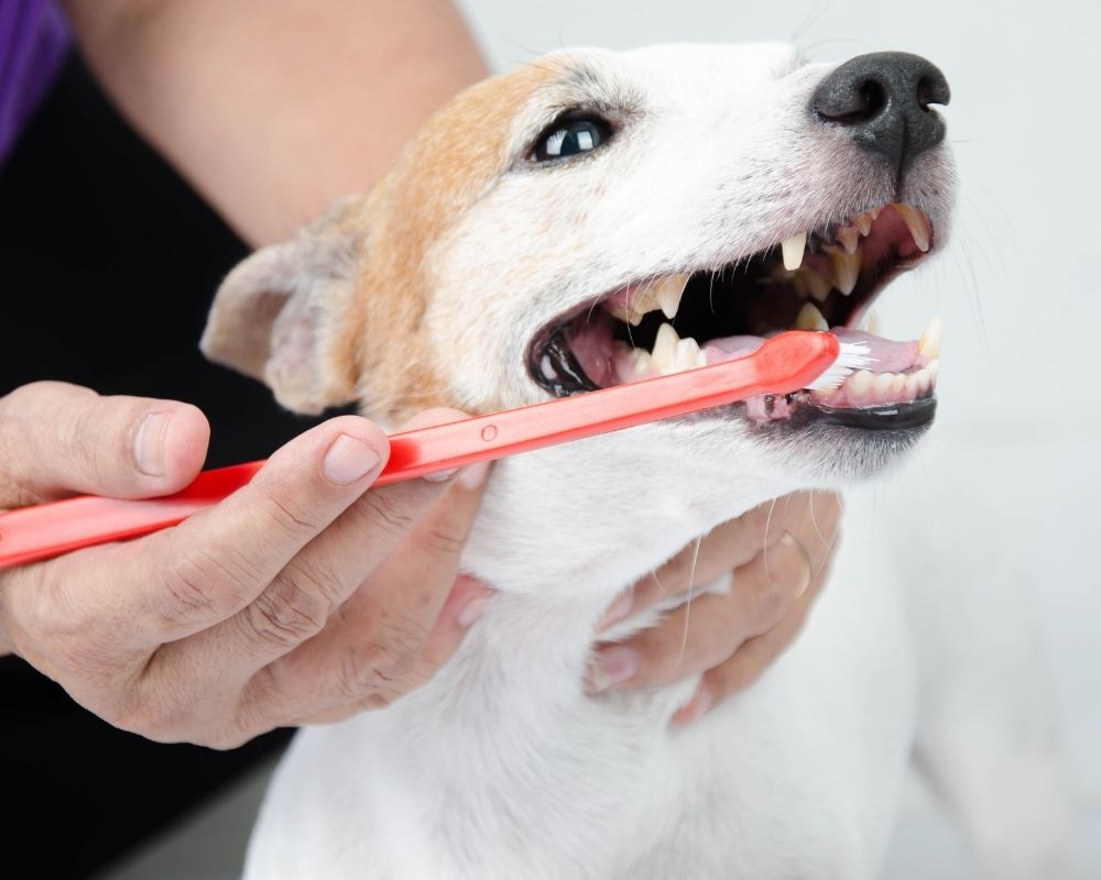 brushing-dogs-teeth-with-red-brush A person is brushing the teeth of a white dog with a red toothbrush.