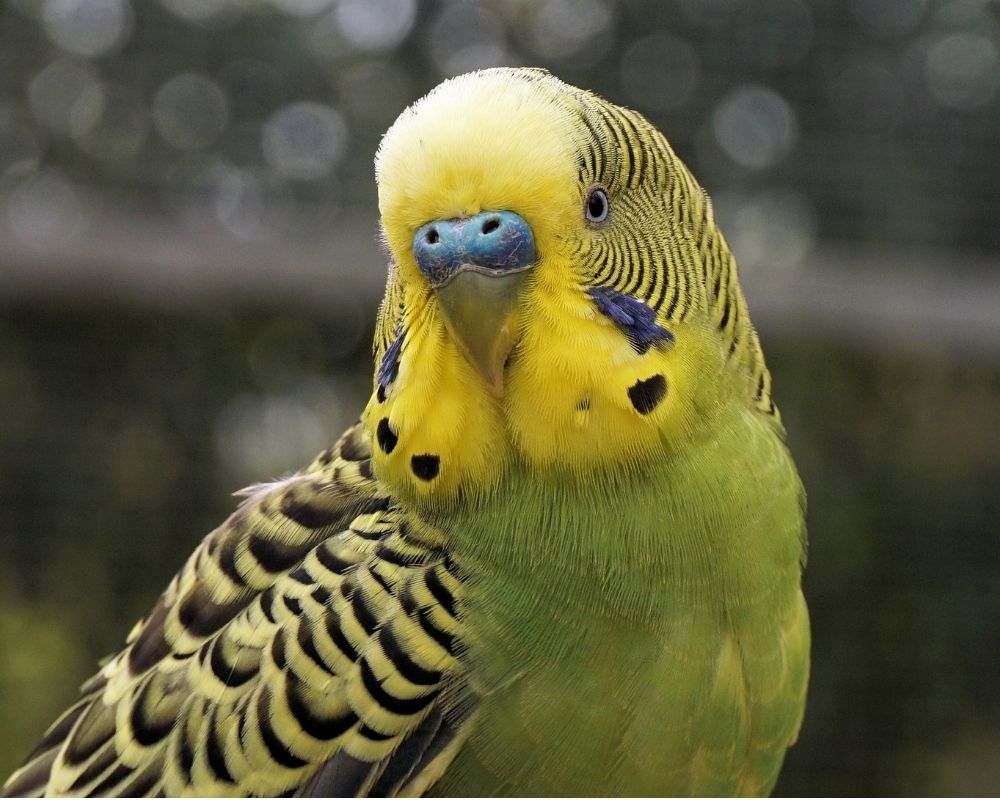 Image 2 A close up of a green and yellow budgerigar