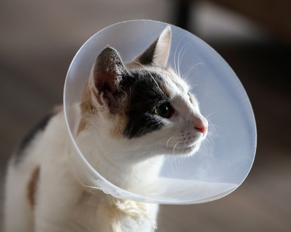 calico-cat A calico cat wears a clear plastic Elizabethan collar