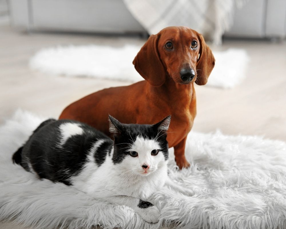 cat-and-dog-on-rug A black and white cat and a brown dachshund sit together on a fluffy white rug.