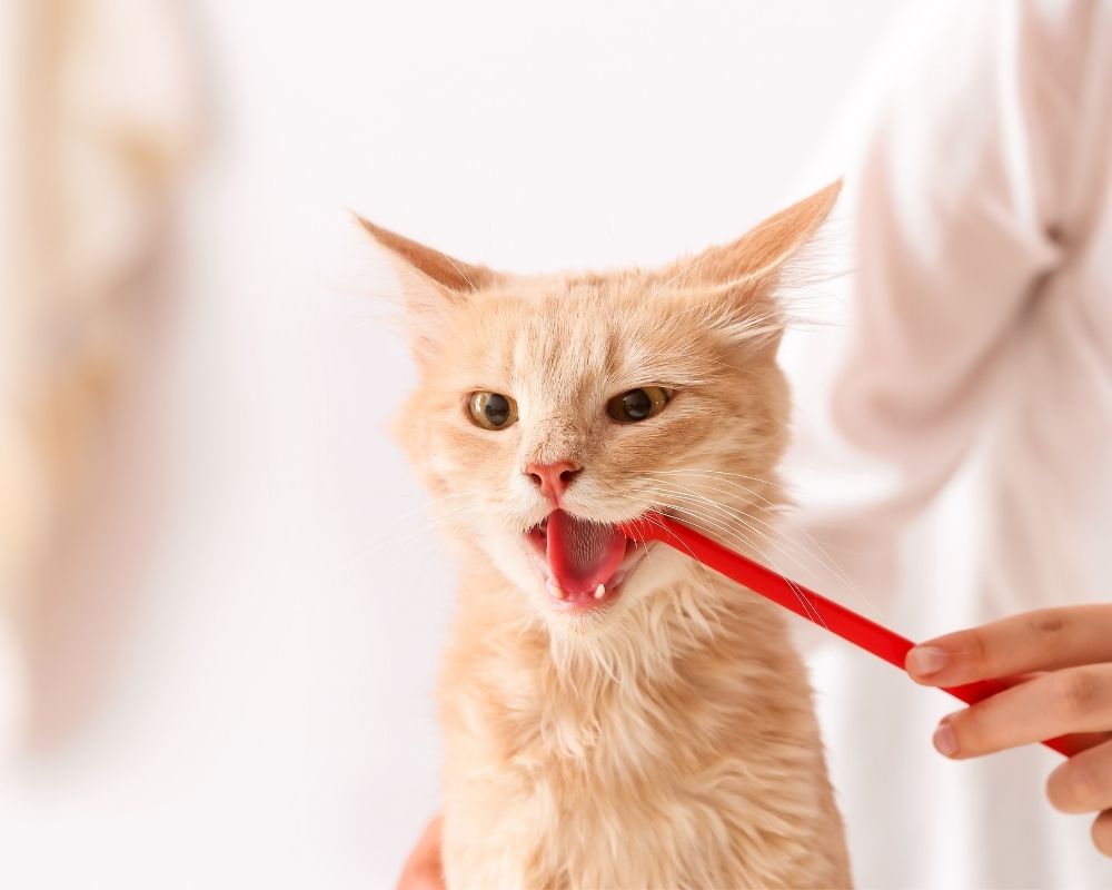 cats-detal-treatment A person is brushing the teeth of a light orange cat with a red toothbrush.