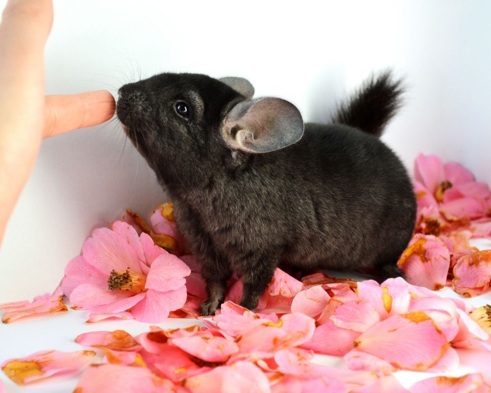 chinchilla A dark gray chinchilla sniffs a person's finger
