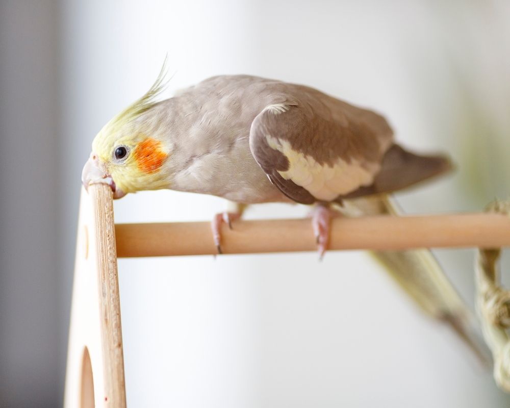 Image 2 A cockatiel with a yellow crest and orange cheek patches grips a wooden perch with its beak