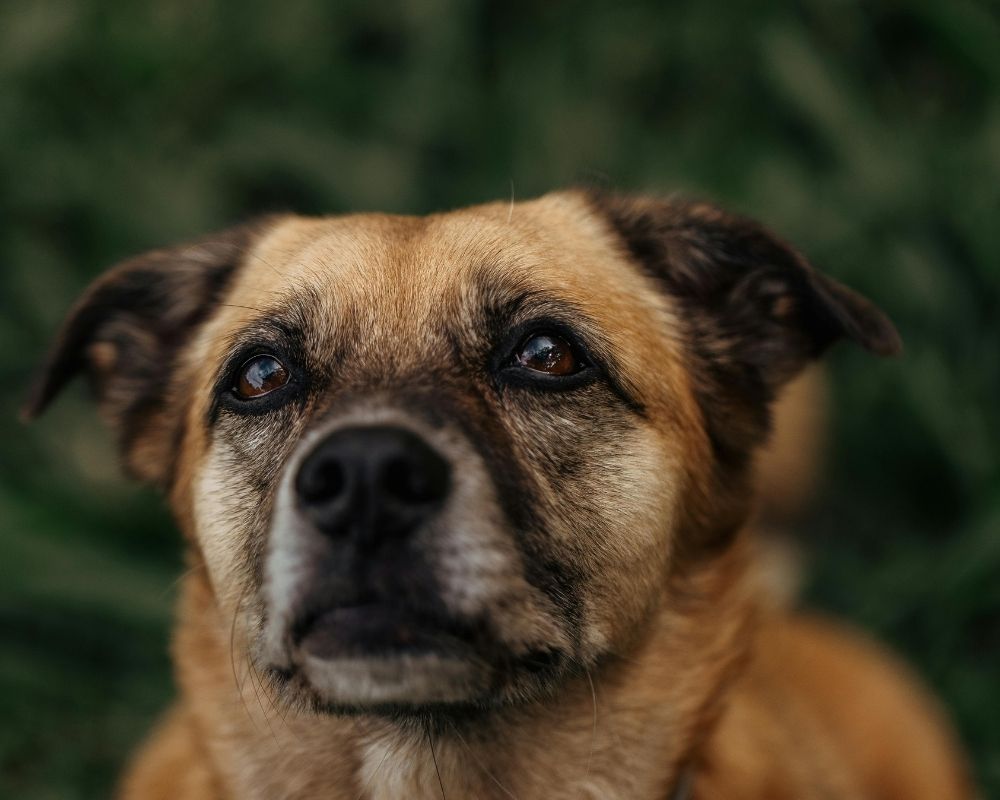 Image 2 A close up shot of a tan and brown dog looking upwards
