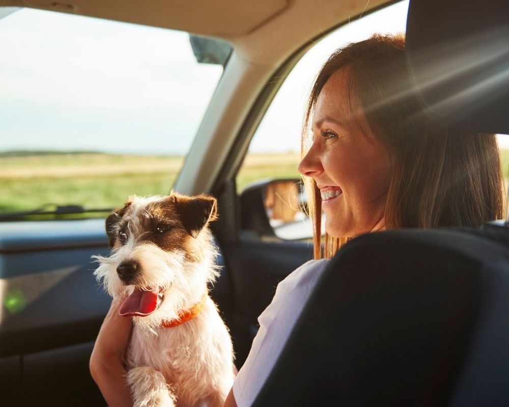 dog-in-car A woman sits in the back seat of a car, smiling at her dog resting beside her.