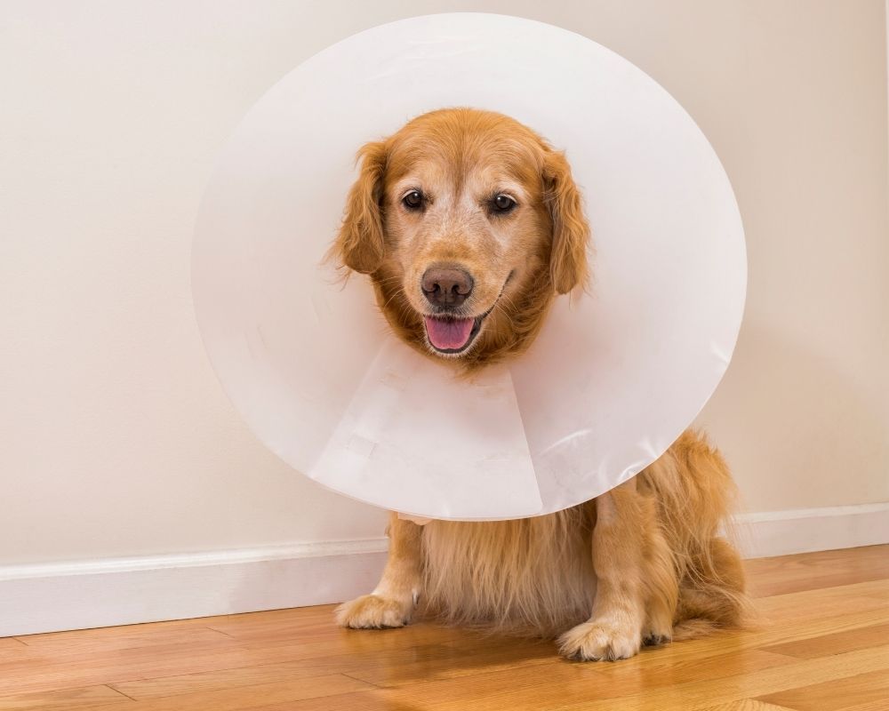 dog-sits-on-wooden-floor A golden retriever dog wears a white Elizabethan collar
