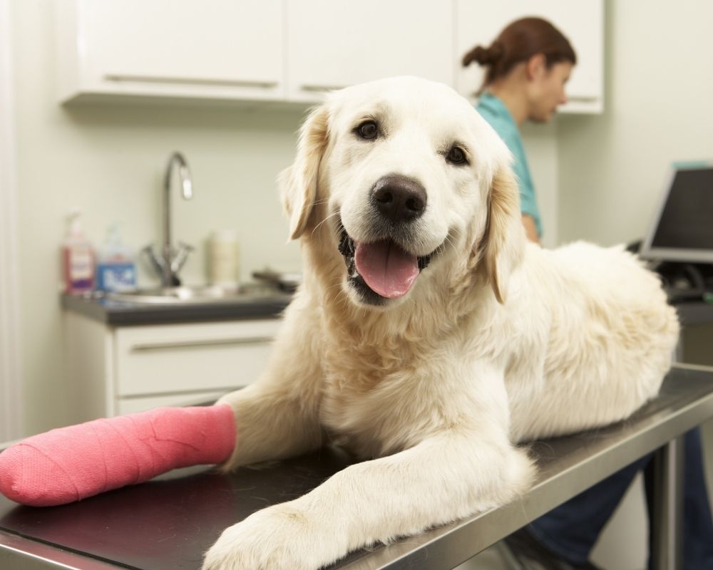 Image 2 A cream colored dog with a pink cast on its front left leg lies on an examination table at a veterinary clinic