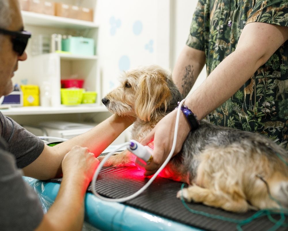 Image 2 A dog is undergoing laser therapy on its paw