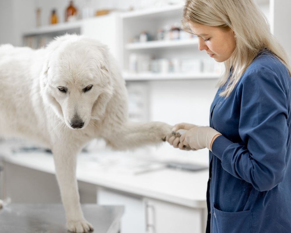 Image 2 A veterinary technician trimming a dog's nails