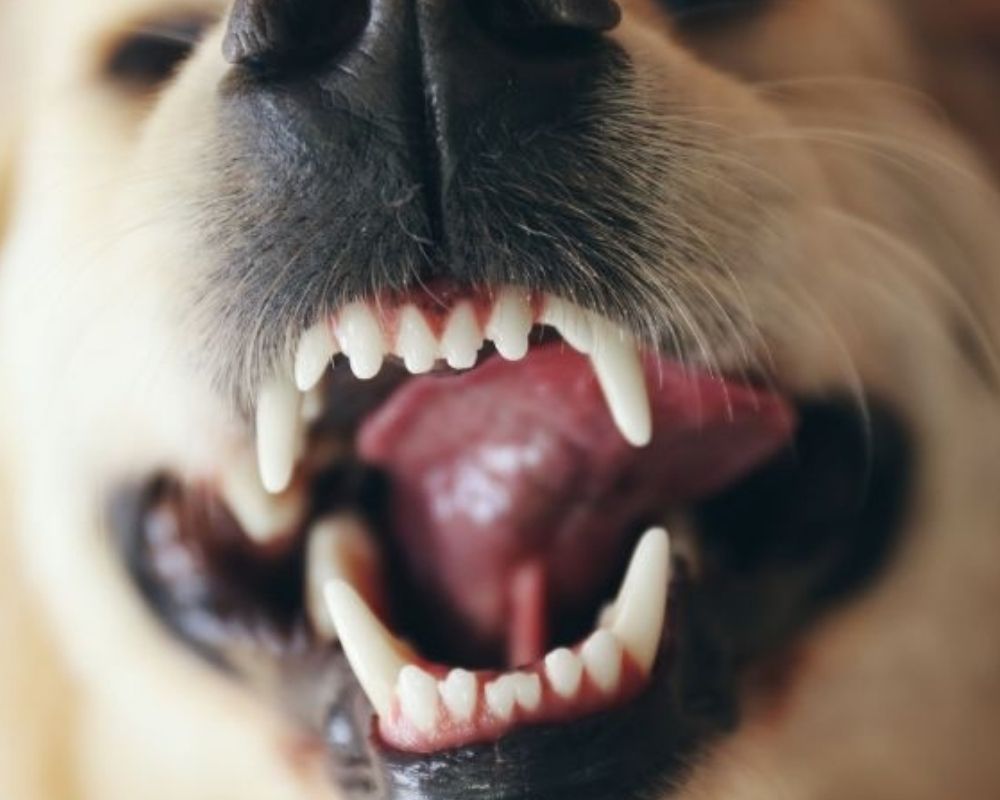 dogs-open-mouth A closeup of a dog's open mouth