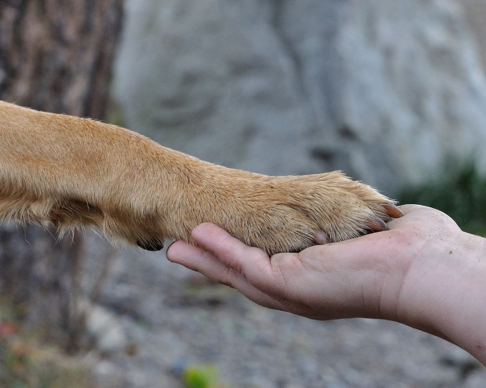 dogs-paw-rests-on-human-hand A dog's paw rests gently on an open human hand