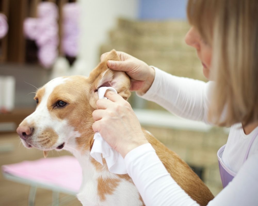 ear-clining-of-dog A person cleaning a dog's ear with a white cloth.