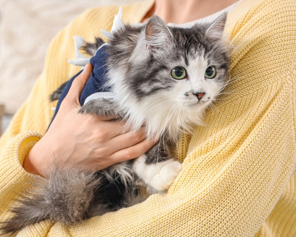 fluffy-grey-cat-with-owner A fluffy gray and white cat wearing a blue post surgery suit is held by a person