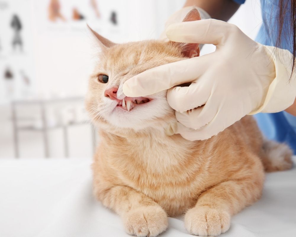 ginger-cat A person wearing a blue shirt and gloves examines a cat