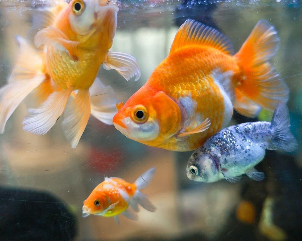 Four goldfish swim in clear water