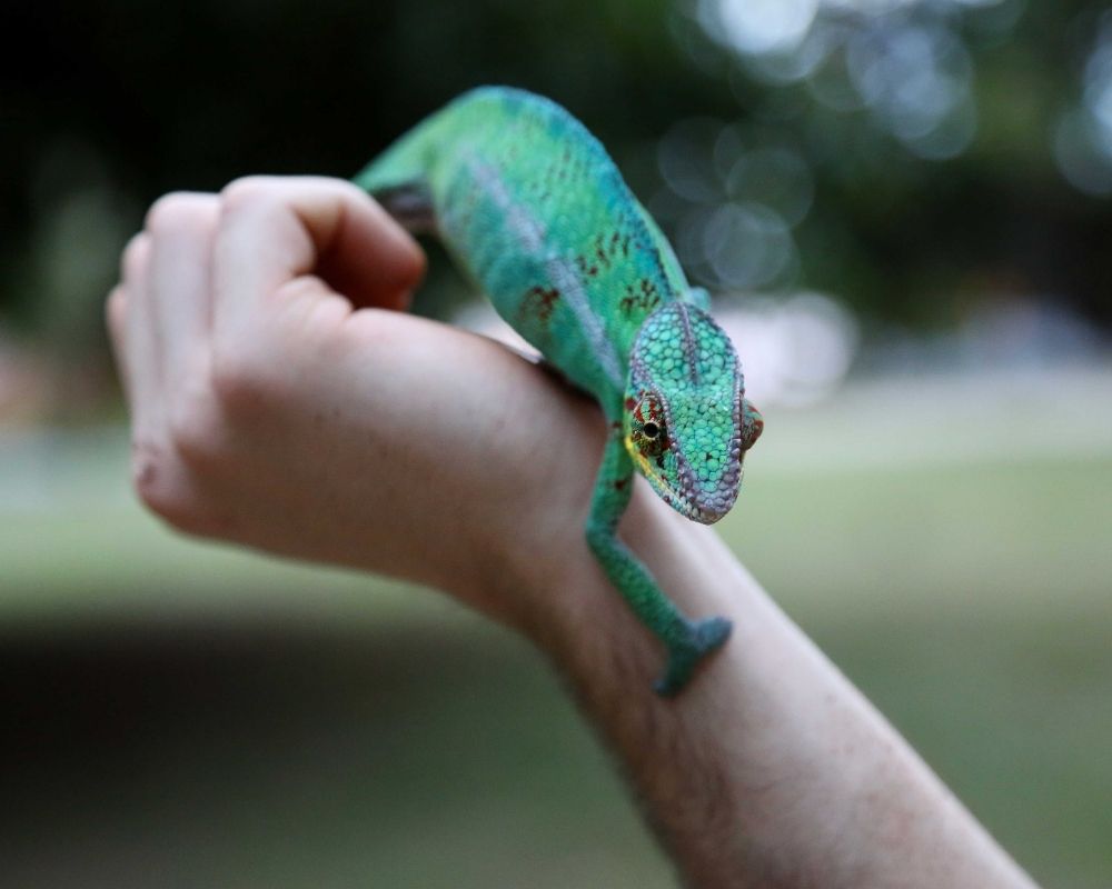 Image 2 A green chameleon with blue markings perched on a person's arm