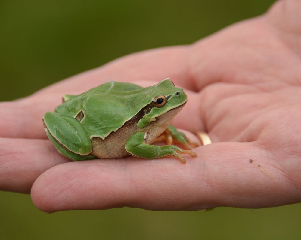 Image 2 A small green frog rests on an open palm