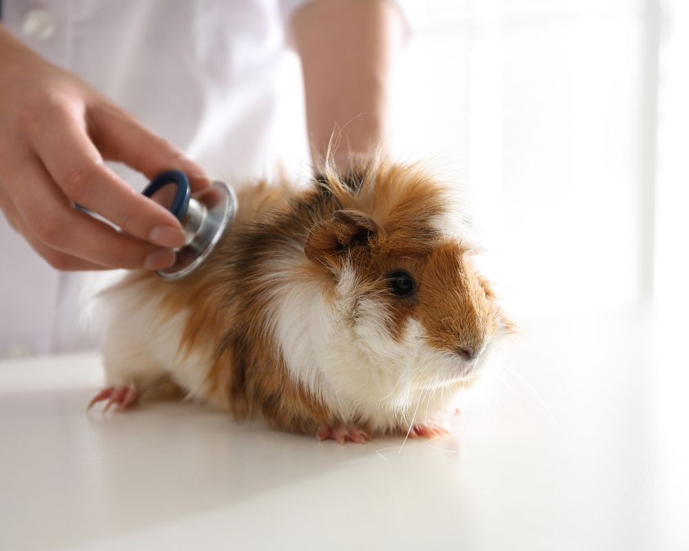 examine a fluffy guinea pig