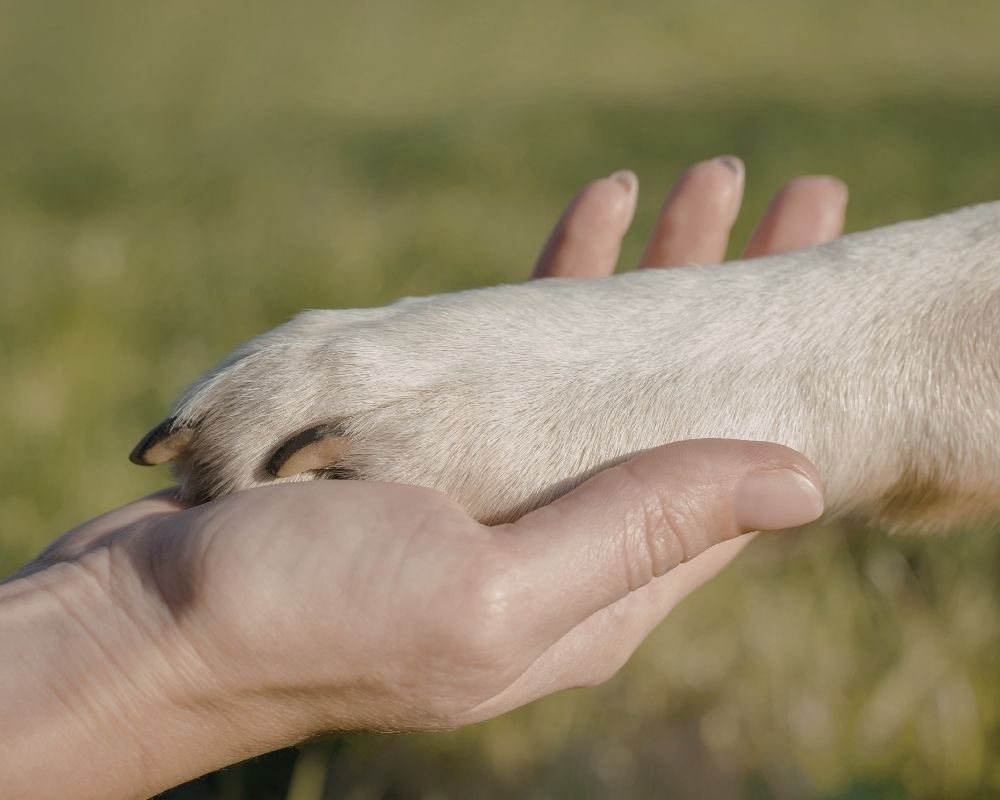holding-dogs-paw A person gently holding a dog's paw