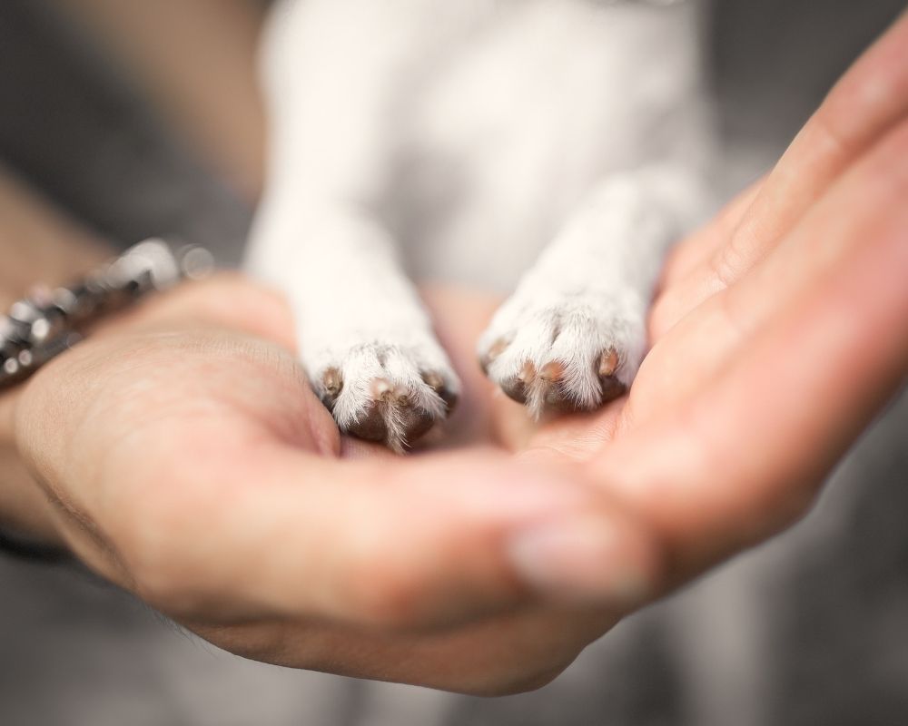 holding-front-paw-of-dog A person's cupped hands gently hold the front paws of a small white dog.