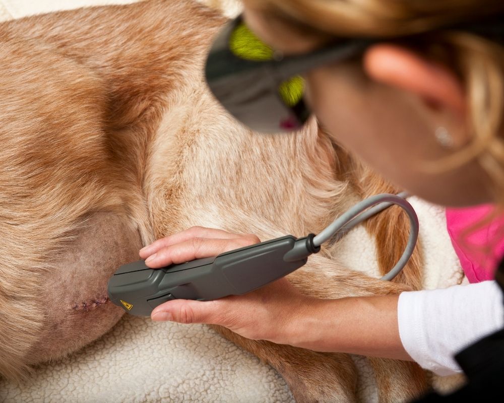 laser-therapy-on-dog A person in protective goggles uses a laser therapy device on a dog