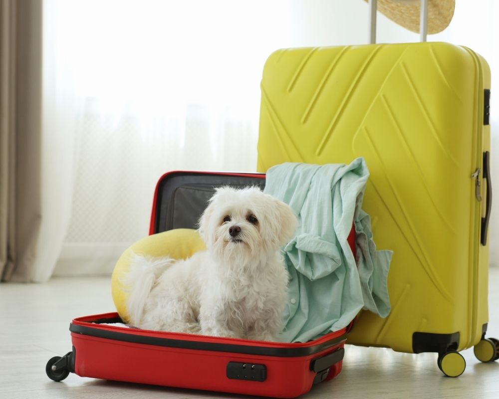 little-dog-in-suitcase A small white dog comfortably sitting inside an open suitcase